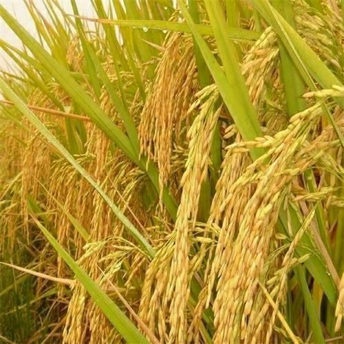 繁殖季节游戏安卓