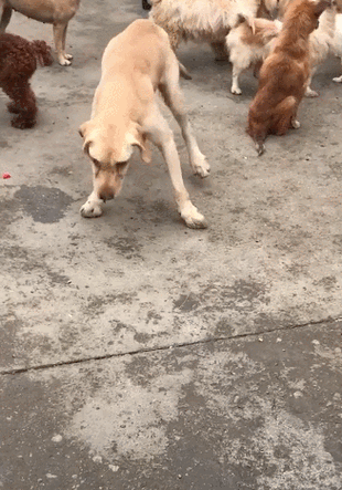 狗哆嗦站不起来什么病截图