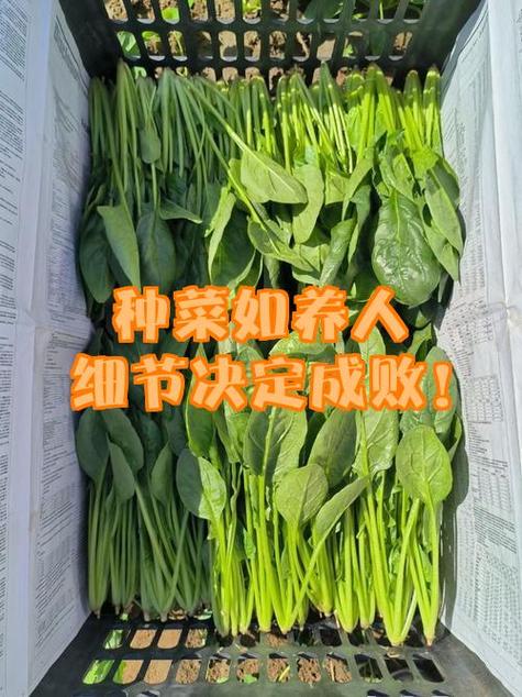 女人种菜丢人还是养人