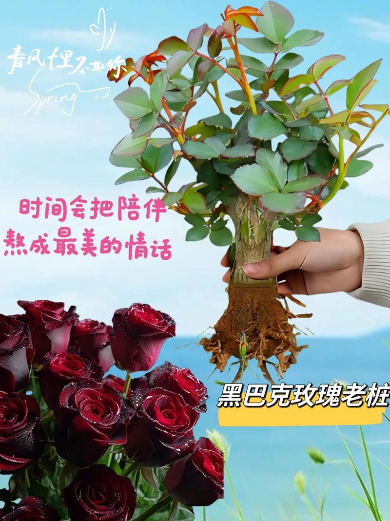 男人送花是真心还是套路