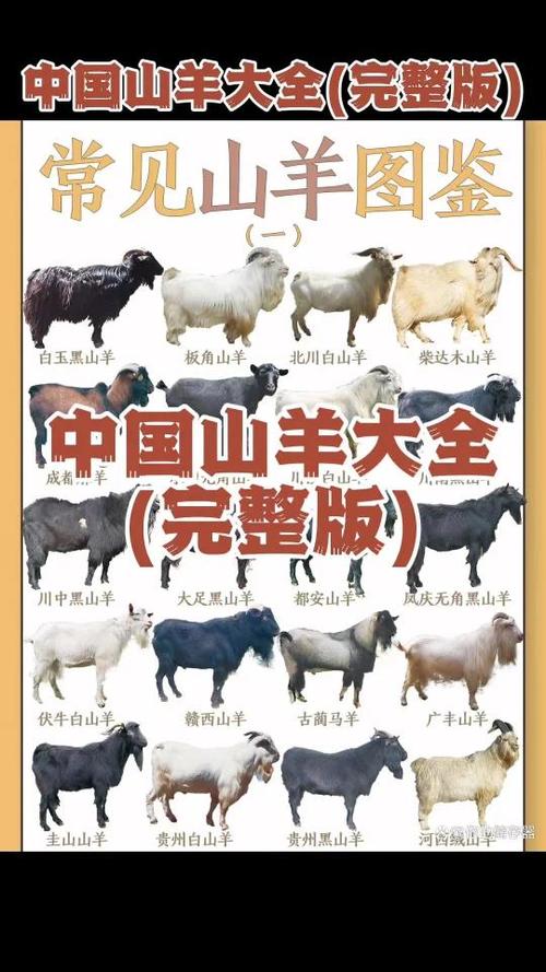 羊品种大全及简介