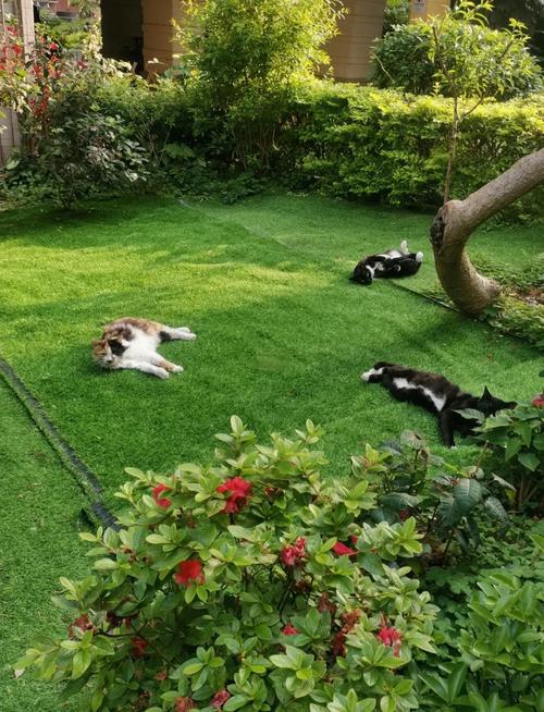 驯猫50法阅读