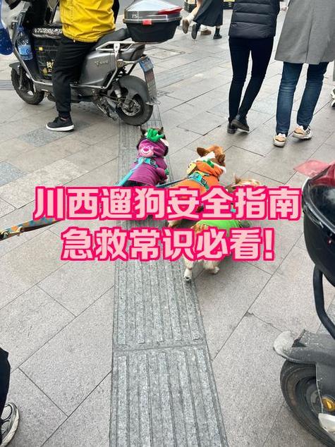 遛狗的都是什么人缩略图