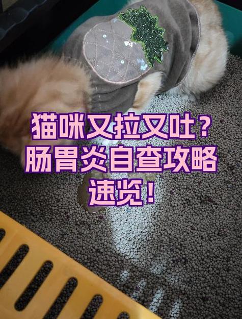 猫咪又吐又拉稀怎么办游戏截图