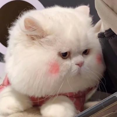 抖音猫咪球球表情包