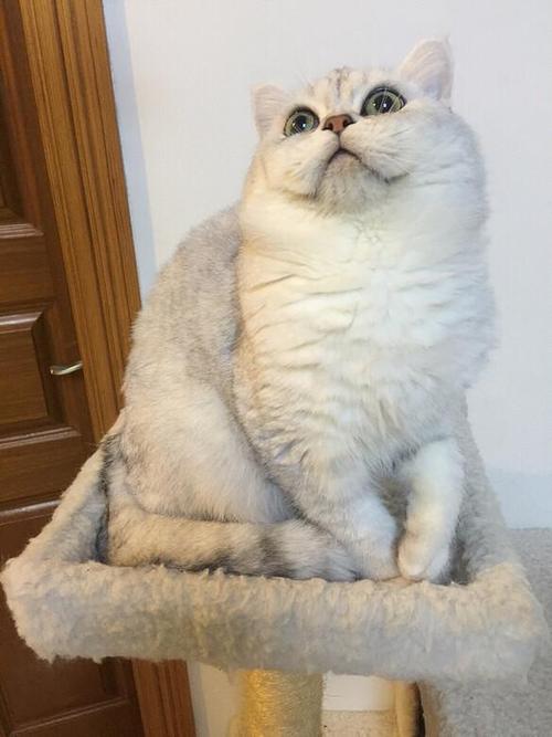金剑城猫咪