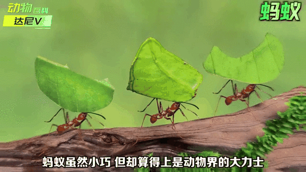 蚂蚁网盘