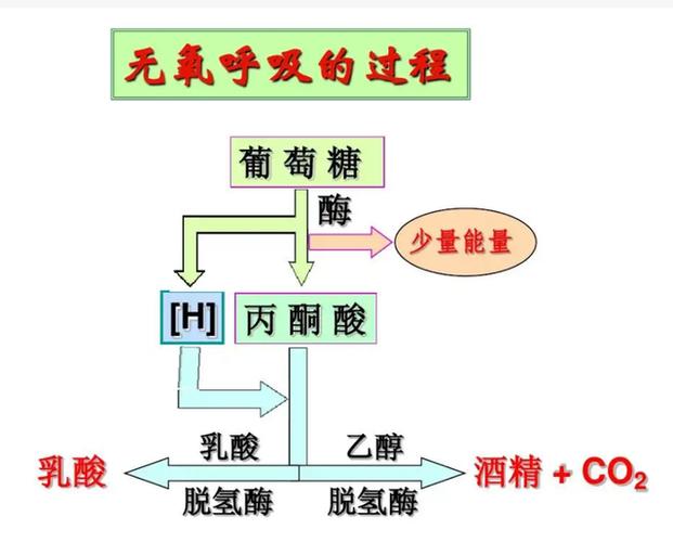 无氧呼吸释放能量吗