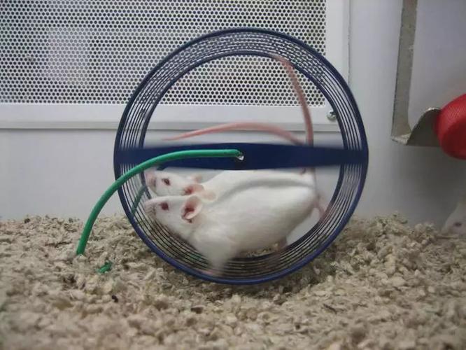 小白鼠能当宠物养吗