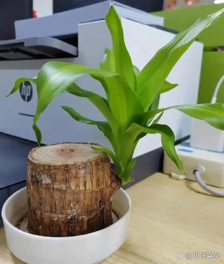 巴西木的功效与作用寓意