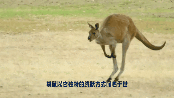 什么动物长得最快
