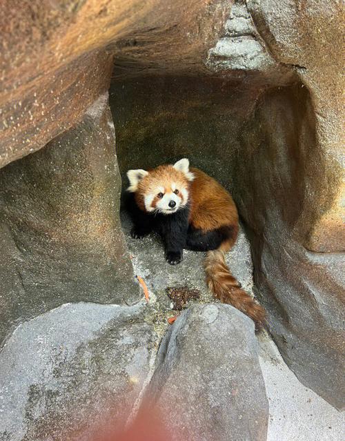 动物不进去的屋莫住
