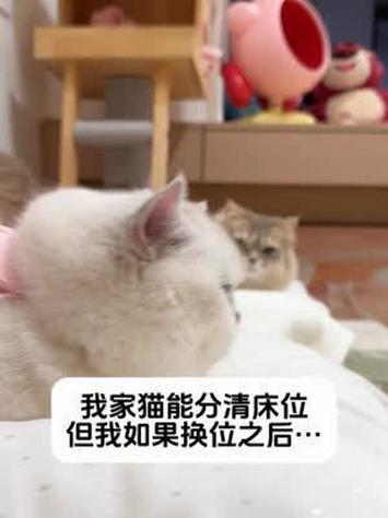 猫咪认人还是认气味