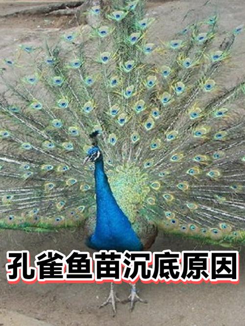 孔雀鱼弯曲沉底能救活吗游戏截图