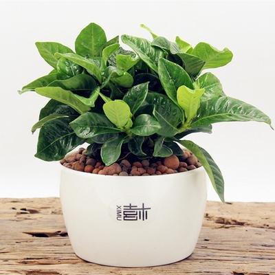 绿植的图片