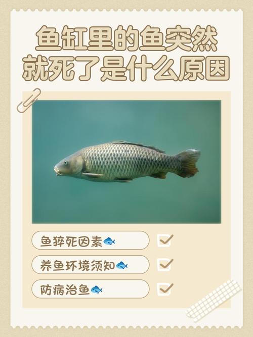 鱼缸里面的鱼老是死咋回事