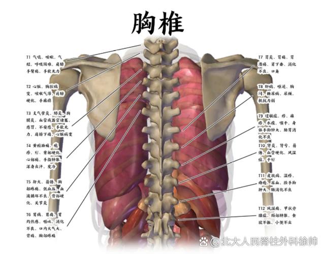 胸椎骨