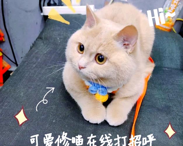 猫咪掉毛的解决方法