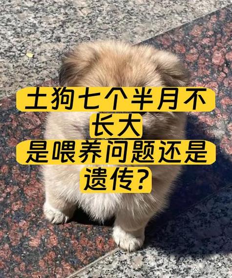 2个月土狗体型对照表