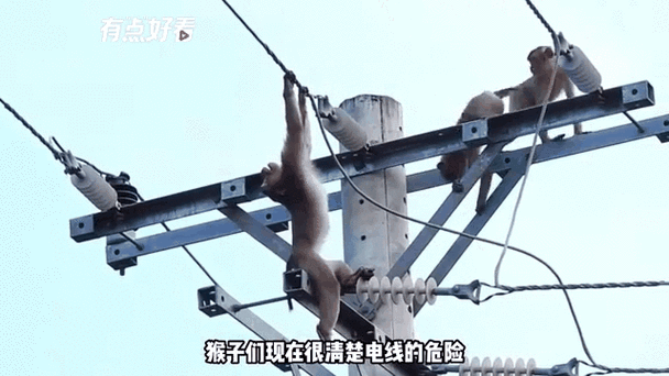 触电挑战有什么名字