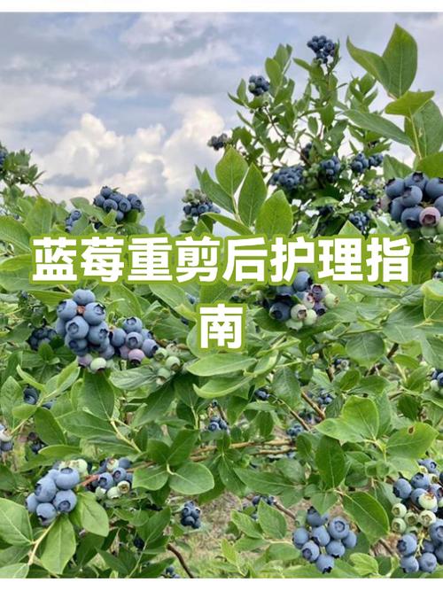蓝莓过敏最简单处理