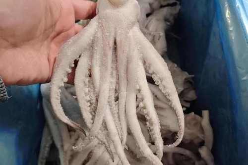 阿根廷鱿鱼好吃吗