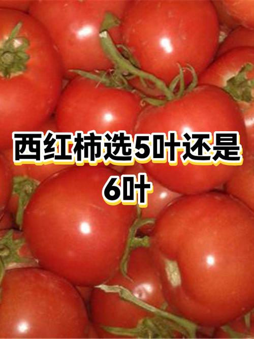 五叶番茄为何要尽量少吃截图
