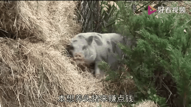 物为猪王什么意思
