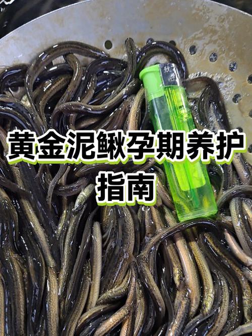 黄金鳅的寿命有多长