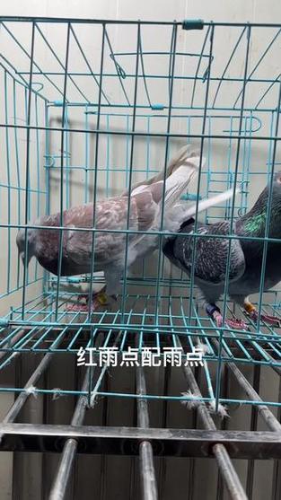 红雨点和白鸽子生什么颜色的