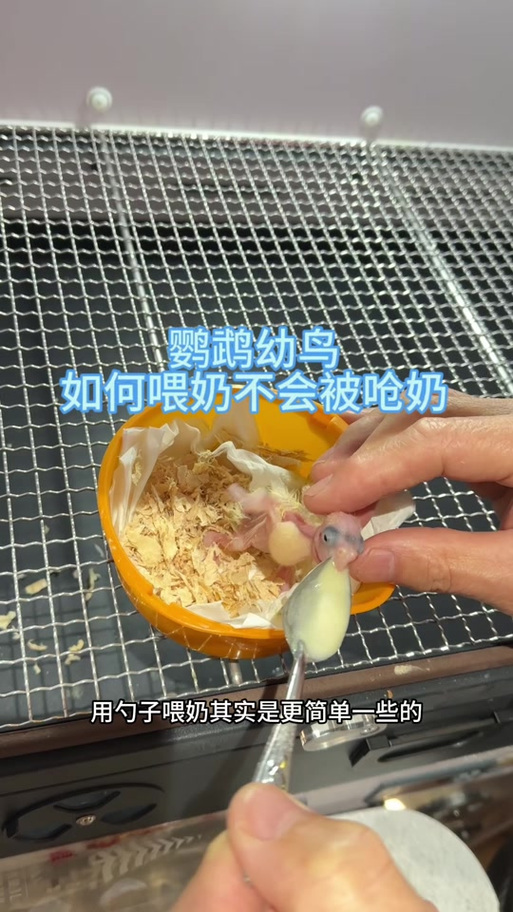 鹦鹉幼鸟吃饱了还一直叫