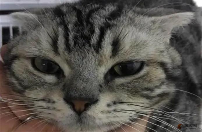 美短母猫几个月发腮