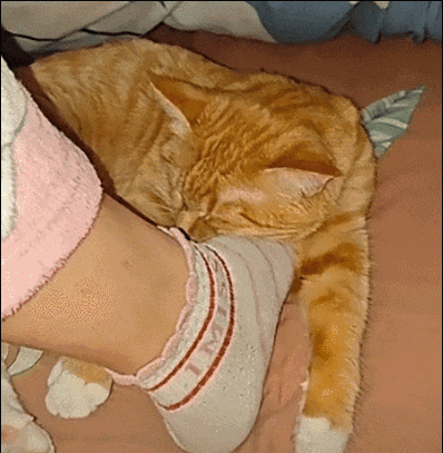 猫为什么突然钻被窝