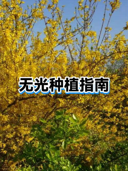 无阳光种植缩略图