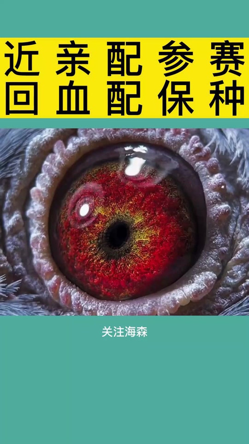 翻翻鸽子配对技巧缩略图