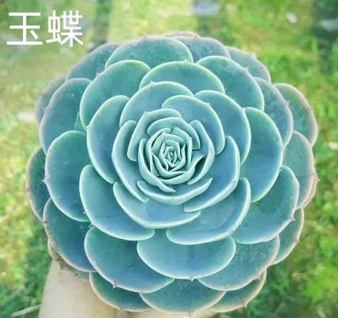 玉蝶官网应用介绍