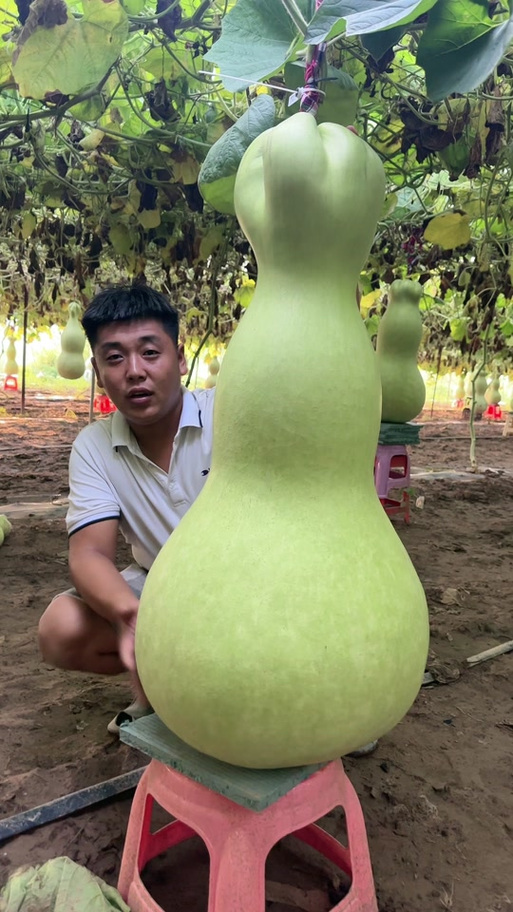 大葫芦怎么选品相