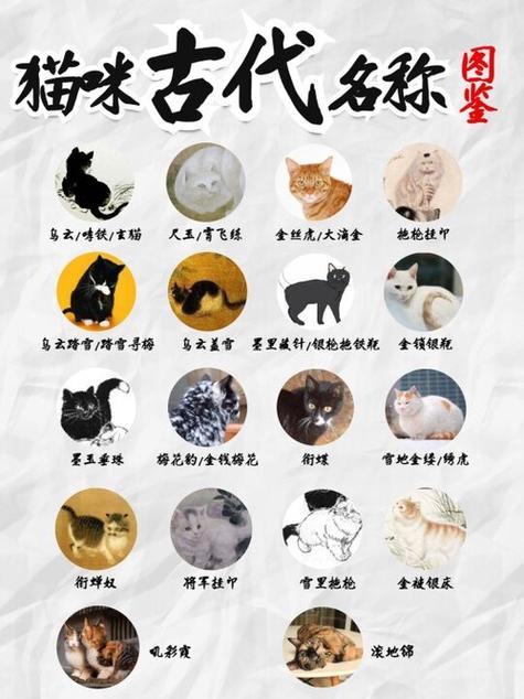 橘猫为什么不建议养