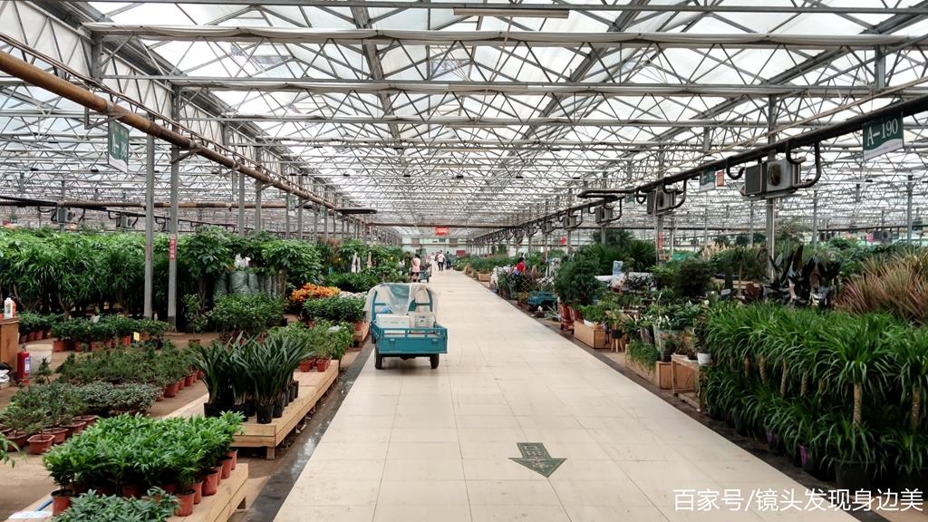 双桥花卉市场地址