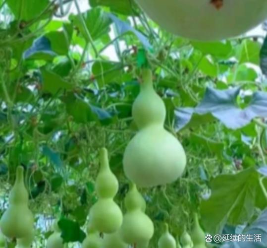 遮天之伴生葫芦藤缩略图