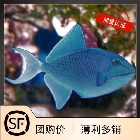 魔鬼炮弹