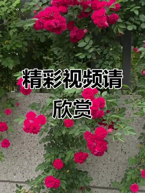 b站的视频怎么下载