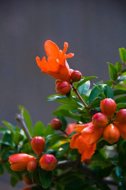 石榴花是什么季节开的