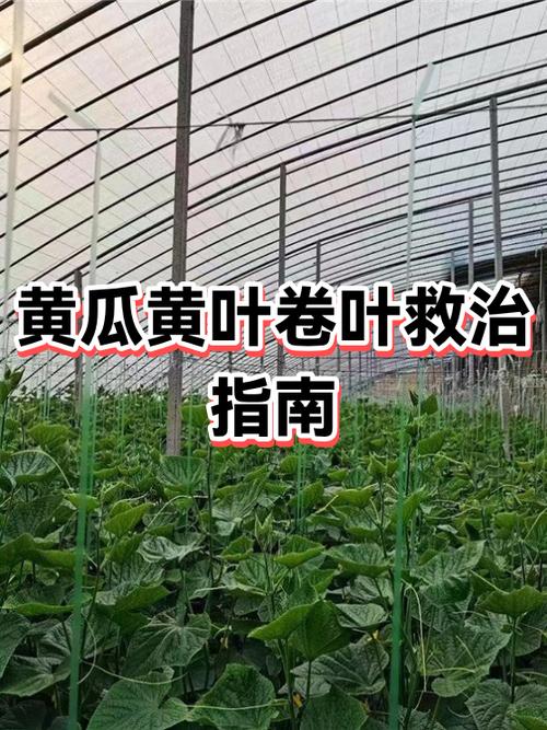 青瓜黄叶病用什么药缩略图