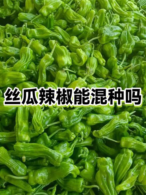 丝瓜与辣椒一起种可以吗
