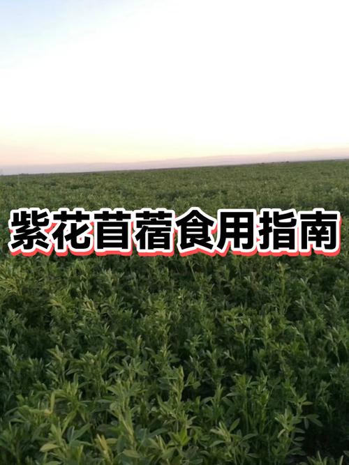 苜蓿菜食用方法