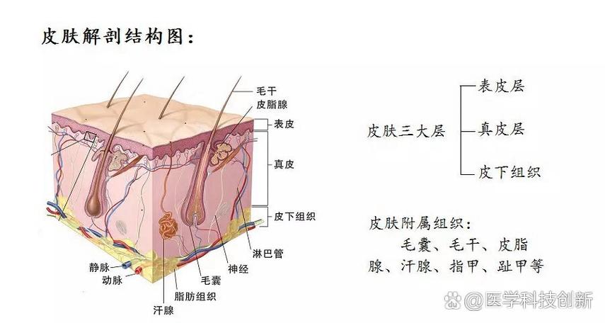 皮肤生理学结构图缩略图