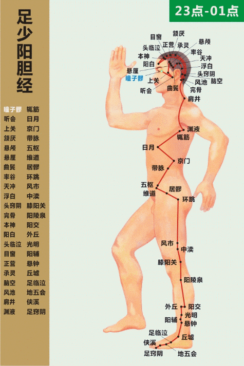 十二经络循行路线动态图缩略图