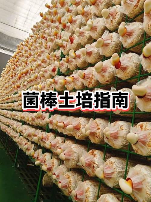 我的世界菌丝土