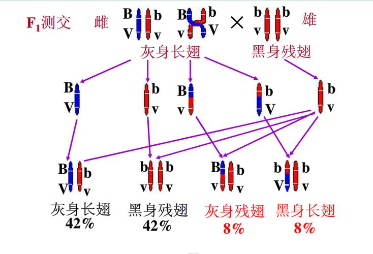 什么叫连锁基因